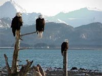 Eagles in Alaska